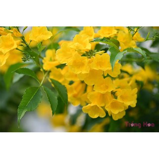 Gói 0.4gr hạt giống hoa Huỳnh Liên - DINH DƯỠNG TỰ NHIÊN Shop