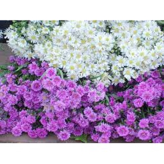 hạt giống hoa cúc thạch thảo (100 hạt )