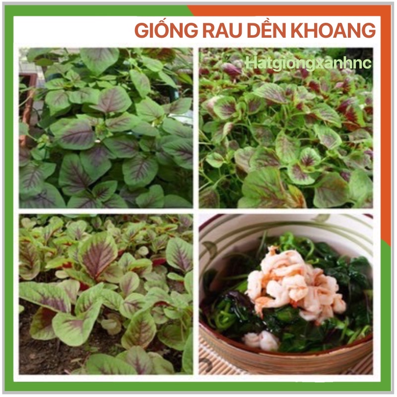 Hạt giống rau dền khoang cao sản (rau dền tía) gói 200 hạt, Rau củ quả trồng sân thượng, ban công.