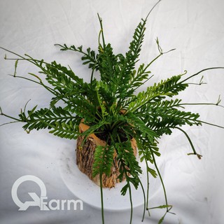 Dương xỉ xương cá (Asplenium x Kenzoi)