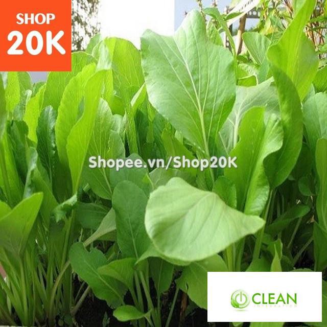 Hạt giống Rau Cải ngọt