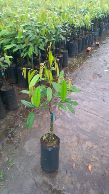 Cây Giống Sầu Riêng MusangKing D197 Malaysia