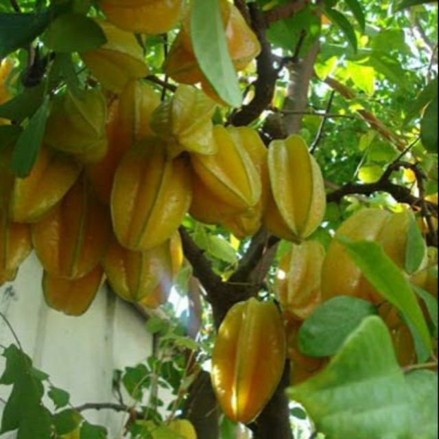 Cây khế ngọt