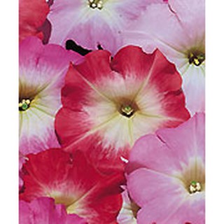 100 Hạt giống hoa Dạ Yến Thảo Khoang Kèm Quà Tặng