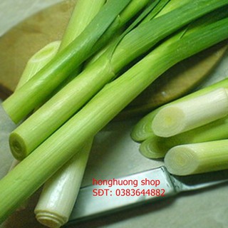 Hạt giống hành paro