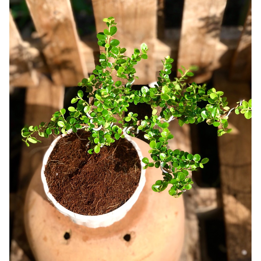Chậu cây sam trái Bonsai