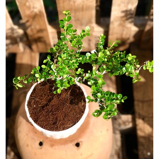 Chậu cây sam trái Bonsai