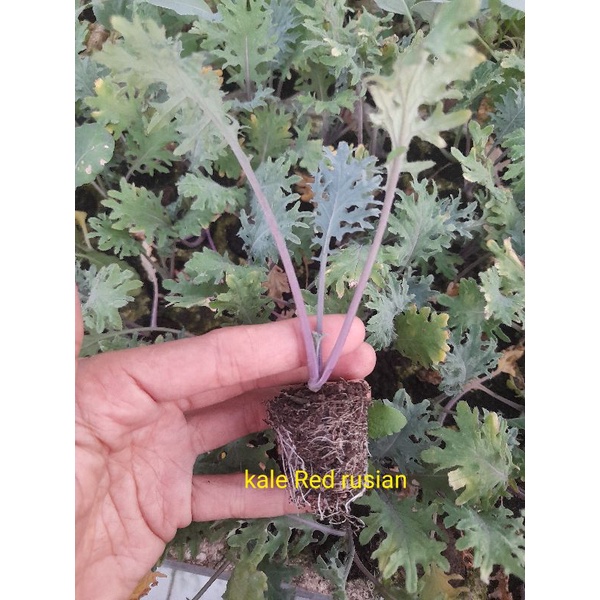 cây giống cải  kale xoăn xanh, cải kale xoăn tím, kale khủng long xanh, kale red rusian (chỉ giao hỏa tốc tp hcm)