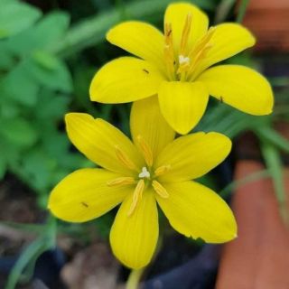 Huệ mưa Citrina (30c/20k) size teen