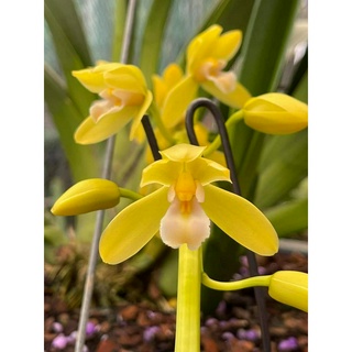 Lan kiếm phan trí hàng cây  một năm rưỡi tuổi lá láng hàng tự ra tại nhà vườn