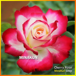 Hoa hồng ngoại Cherry Parfait Rose bông to cực đẹp - MinaKun Shop