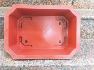 Chậu Ang trồng cây