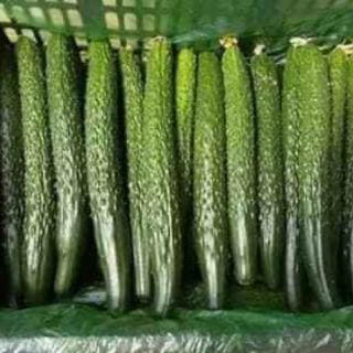 Hạt giống dưa chuột kiếm F1 - đặc ruột, quả siêu dài