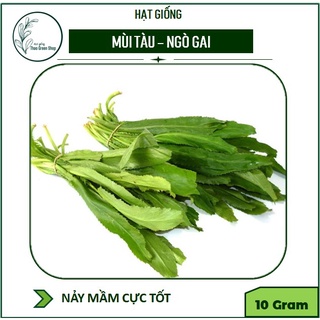 Hạt giống Mùi Tàu (Ngò gai) cao sản 10gr