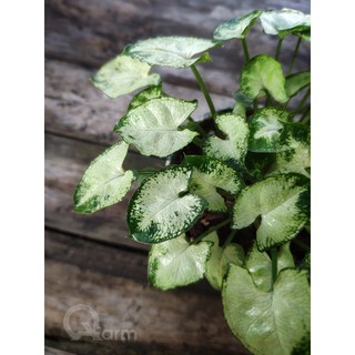 Cây môn lá tim mini (Syngonium mini pixie)