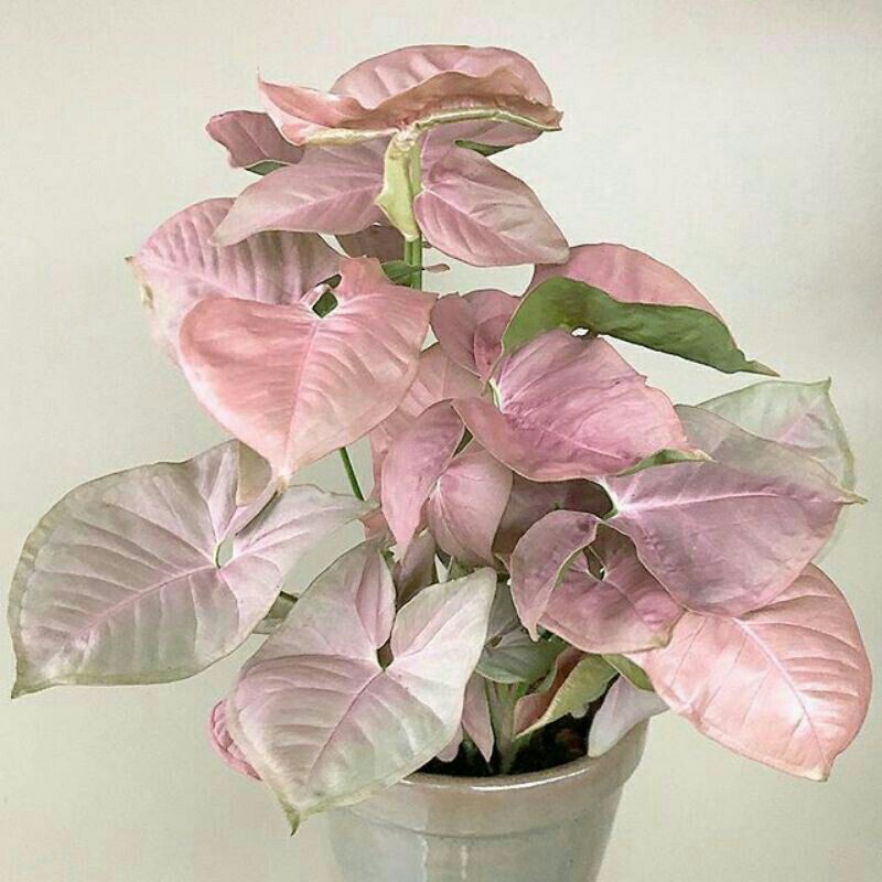 Trầu bà hồng