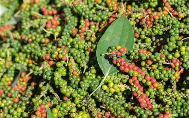 Hạt tiêu khô vụ mới 2022 - tiêu chắc, đẹp, không hạt lép | Bột Natural