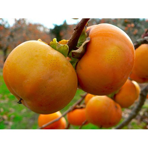 Cây giống Hồng giòn Đà Lạt NHƯ HÌNH CÂY CAO HƠN 1M RỒI Ạ.