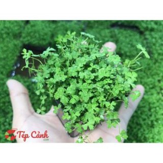 Rau má hương dòng cây thủy sinh điểm bố cục hồ cực đẹp