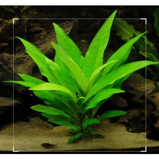 Cây Đại Liễu - chậu cây thủy sinh dễ trồng không cần co2  trang trí bể cá