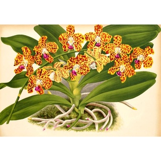 Hoa Lan cẩm báo