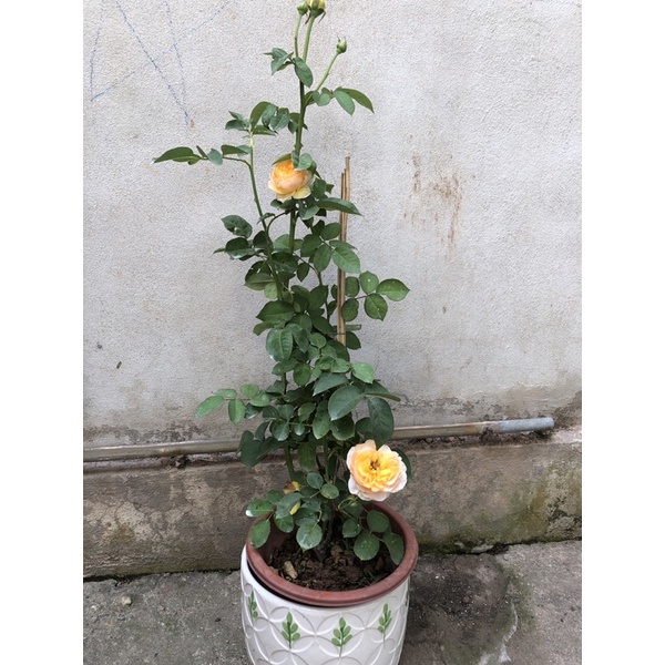 Hoa hồng giống ngoại triệu đô Juliet rose 25 ngày tuổi-housegarden