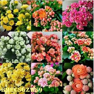 Hạt giống hoa trường sinh 50h