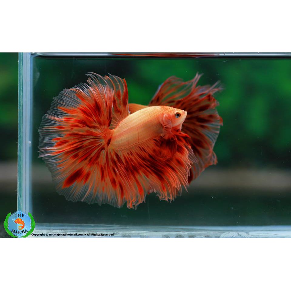 BỘT ZENSU CHĂM SÓC, DƯỠNG CÁ BETTA THÁI LAN 5g