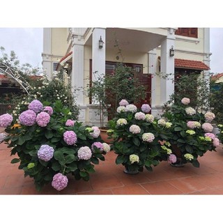 combo 5 cây hoa cẩm tú cầu
