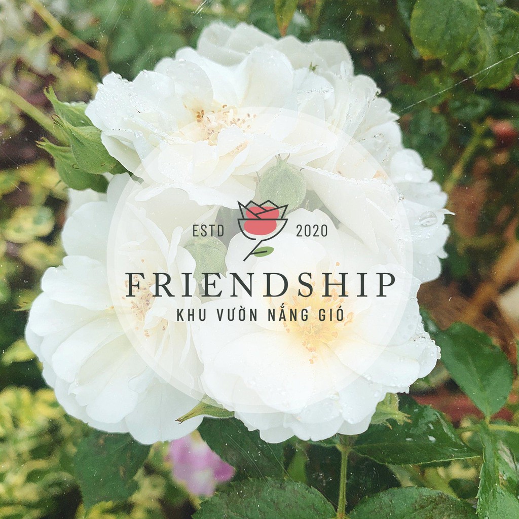 Friendship - Khu Vườn Nắng Gió