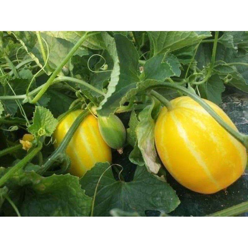 Hạt giống dưa lê hàn quốc  ( 10 hạt )