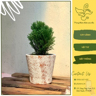 Tùng bồng lai - cây cảnh - cây ưa nắng - cây nhỏ