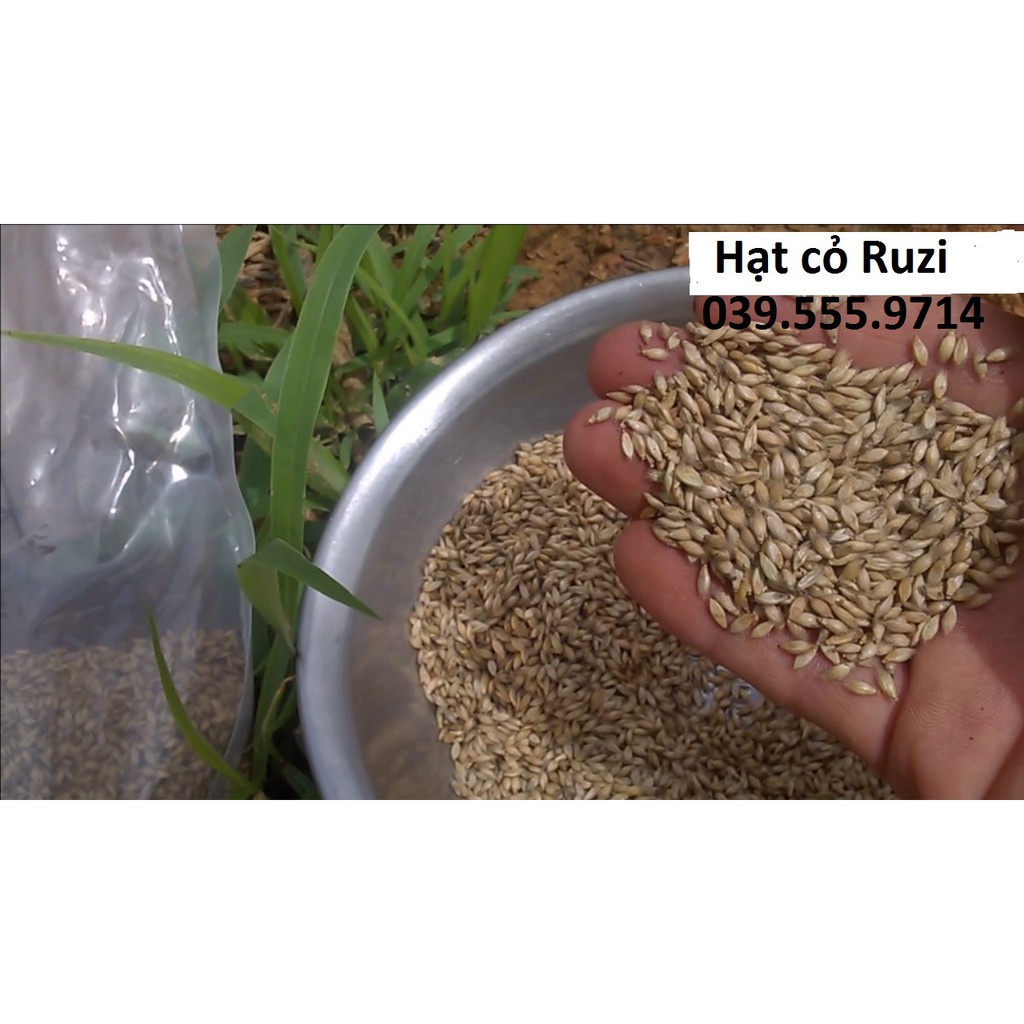 Hạt Cỏ Sả Chịu Giẫm Đạp Ruzi 300g -Cỏ Chăn Nuôi