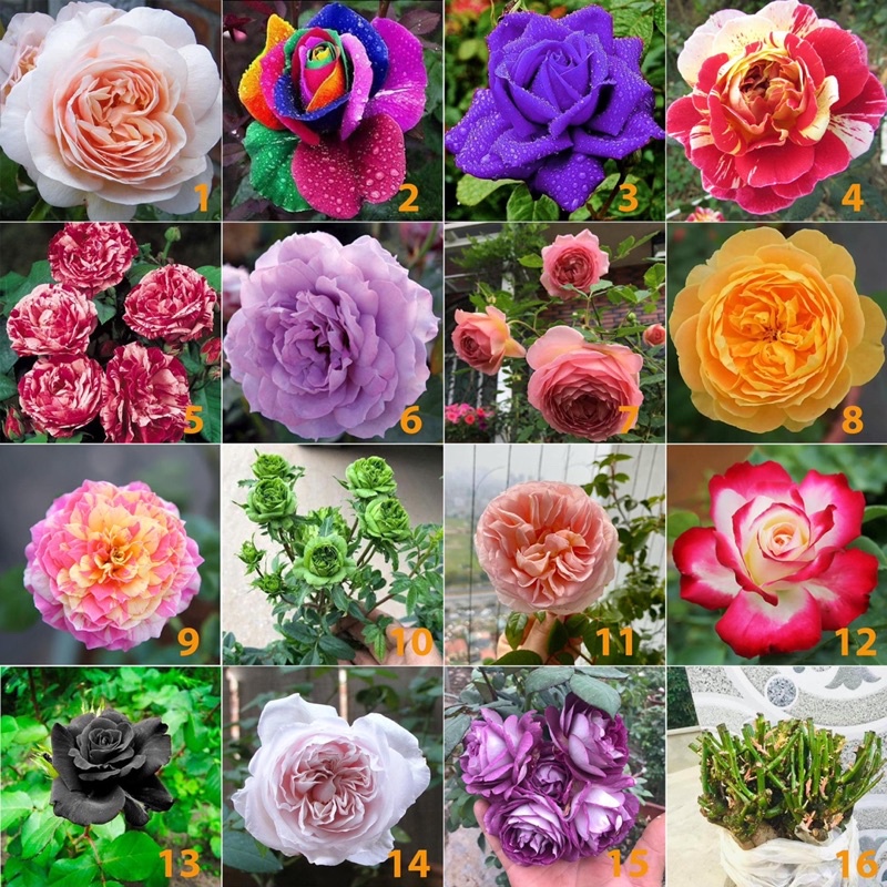 Combo 30 hồng thân gỗ tặng phân bón