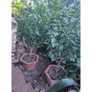 Hoa trà my gốc to sẵn nụ