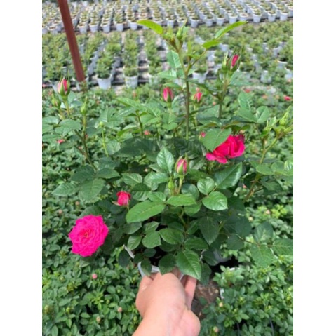 Gói 20 hạt giống Hoa Hồng Siêu Nụ Gói 20 hạt  giá sỉ