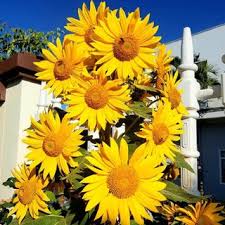 (Gói 20 hạt) Hạt giống hướng dương tháp -Thu được hạt F2-Công ty Rạng Đông_ nhiều hoa dễ trồng tỷ lệ nảy mầm cao