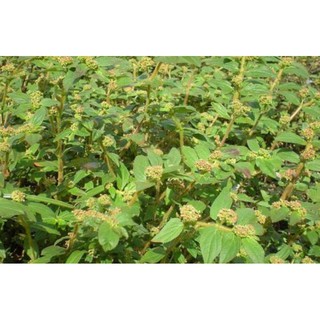 CÂY CỎ SỮA LÁ LỚN (0,5 KG)