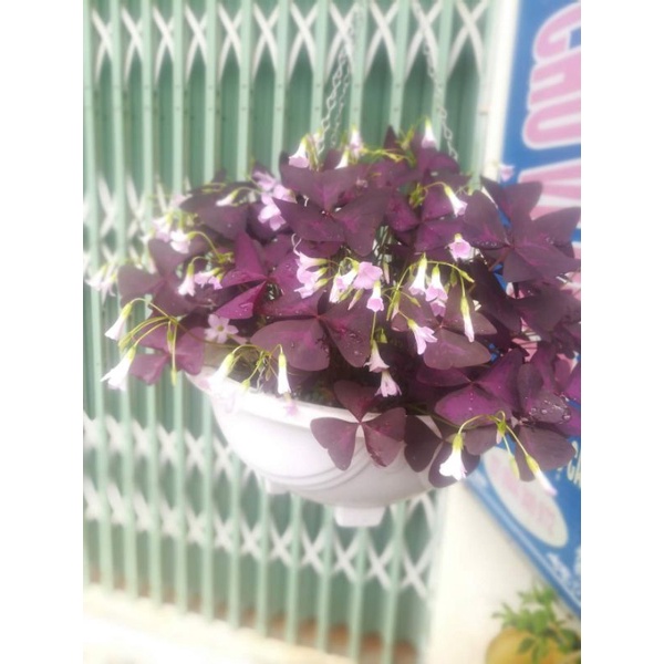 😍😍7 củ hoa chơi bộ lá màu Tím😘😘 Đẹp Lạ lâu năm🥰🥰 siêu dễ trồng