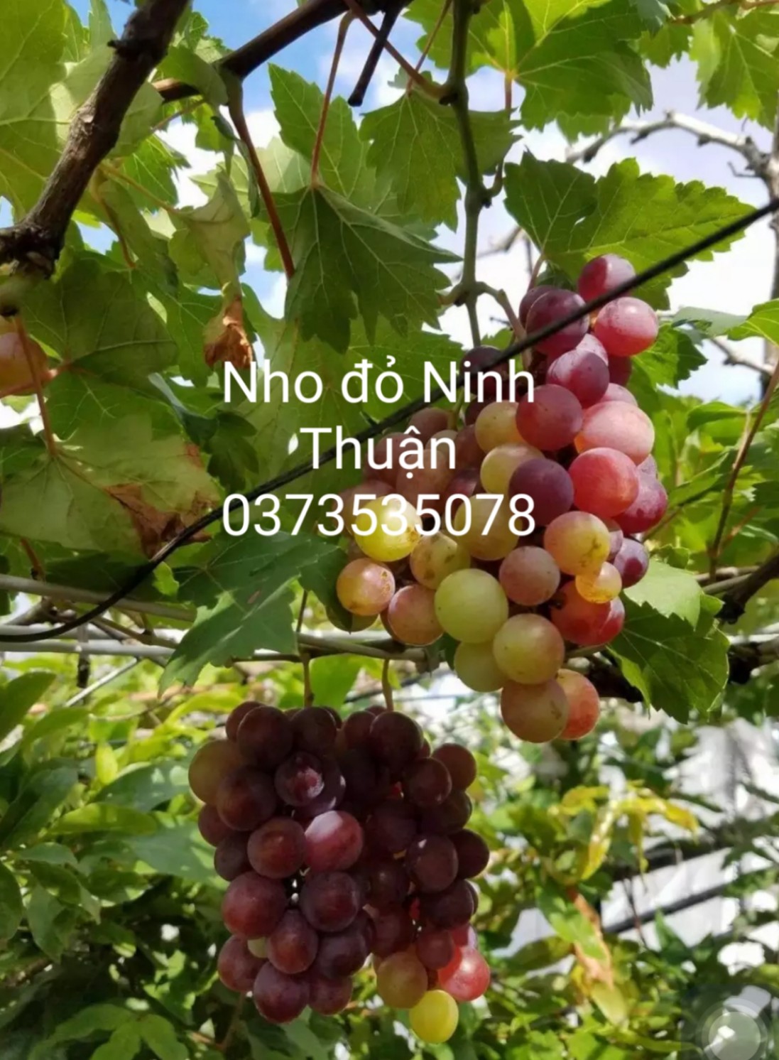 NHO ĐỎ NINH THUẬN-CÂY GIỐNG