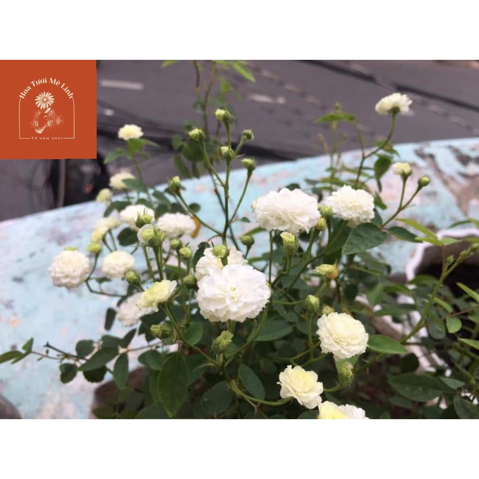 Hoa hồng bạch trà trắng tinh khôi Siêu Phẩm -HoaTuoiMeLinh