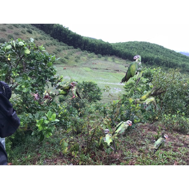 Lưới tàn hình thái lan bẫy chim