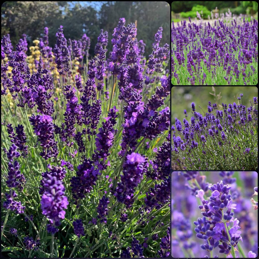 HẠT GIỐNG HOA OẢI HƯƠNG HOA LAVENDER