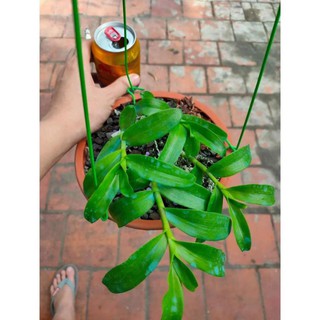 Phi điệp 5 cánh xanh phú thọ( ki ươm tự nhiên, cao 20cm, rễ khỏe)