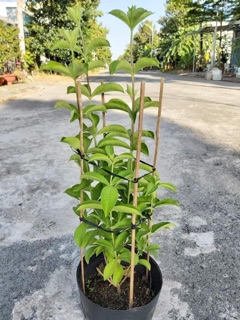 Cây quỳnh anh tím