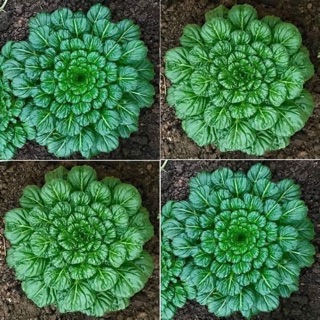 HẠT GIỐNG CẢI HOA HỒNG TATSOI TÁCH GÓI BẠC 200 h