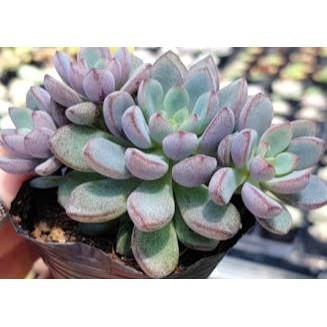 Sen đá kim tuyến tím