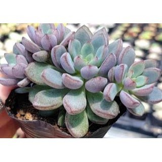 Sen đá kim tuyến tím