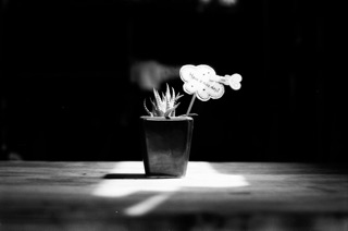 Polypan F (24) - Bw film