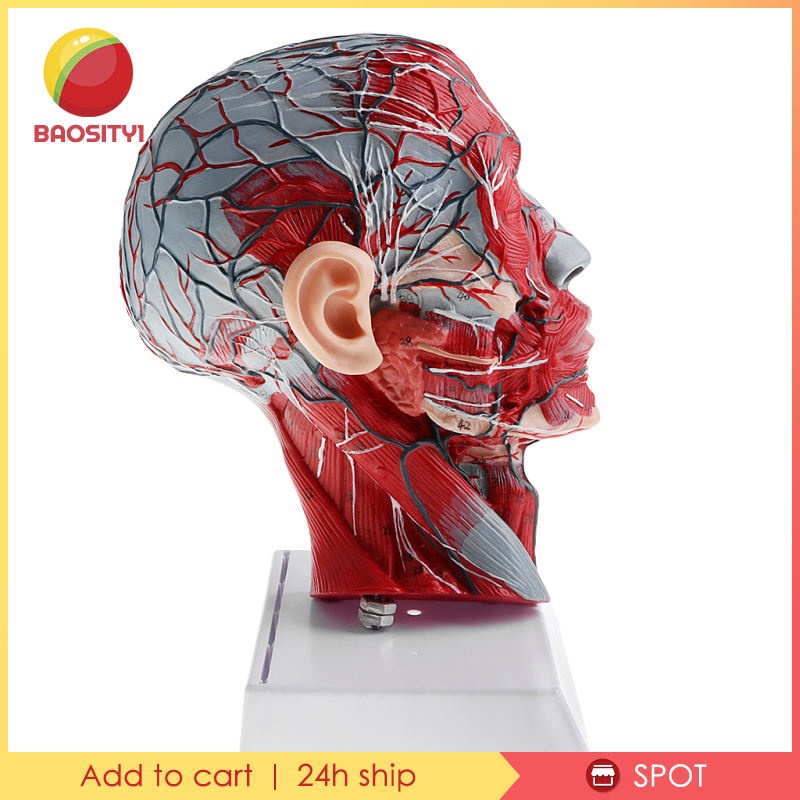 ✨Hàng sẵn sàng✨Mô hình đầu người tỉ lệ 1:1 dùng trong phòng thí nghiệm